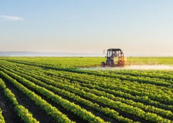 Produção de arroz aumenta para 50 mil toneladas em dois anos