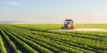 Produção de arroz aumenta para 50 mil toneladas em dois anos