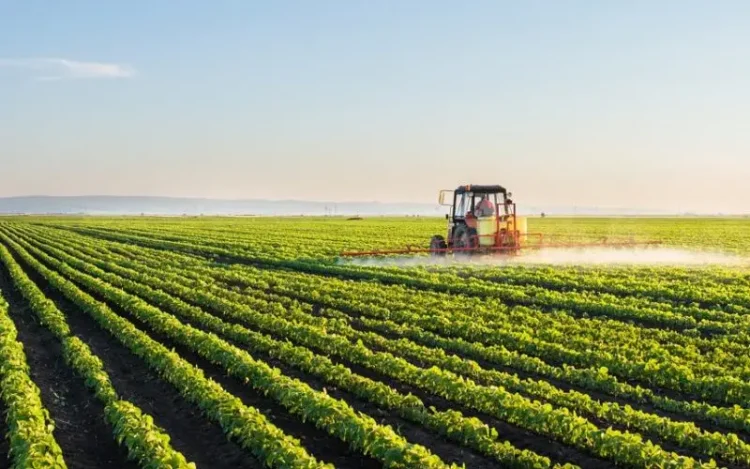 Produção de arroz aumenta para 50 mil toneladas em dois anos