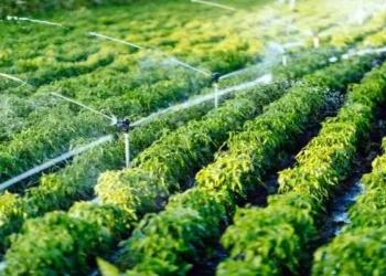 FADA disponibiliza mais de 6,6 mil milhões de kwanzas para fazendas de apoio aos pequenos agricultores