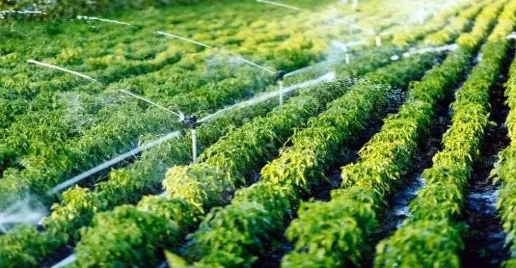 FADA disponibiliza mais de 6,6 mil milhões de kwanzas para fazendas de apoio aos pequenos agricultores