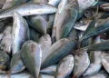 Captura de pescado atinge 227 mil toneladas