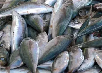 Captura de pescado atinge 227 mil toneladas