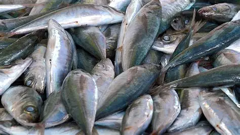 Captura de pescado atinge 227 mil toneladas