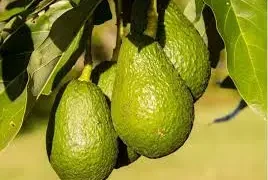 Abacate, agricultura, exportação