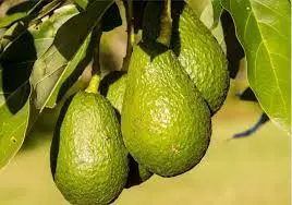 Abacate, agricultura, exportação