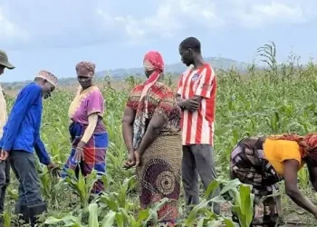 Financiamento para alavancar a agricultura familiar