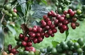 Venda de café rende 12 milhões de dólares ao país