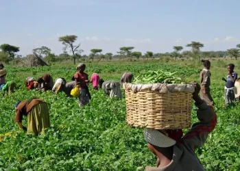 Cooperativa familiar de camponeses