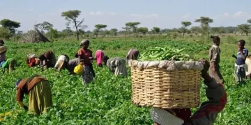 Cooperativa familiar de camponeses