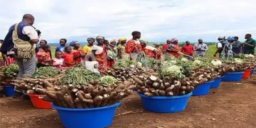 Maquela do Zombo prevê colher mais de 300 toneladas de produtos diversos