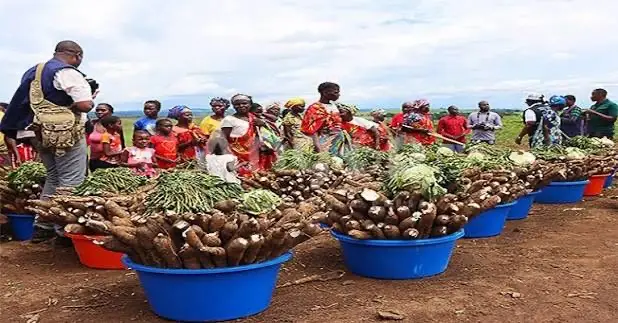 Maquela do Zombo prevê colher mais de 300 toneladas de produtos diversos