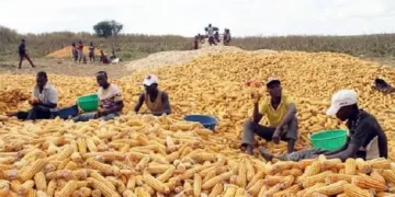 Colhidas 3,6 milhões de toneladas de milho em 2024-2025