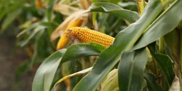 Colhidas 3,6 milhões de toneladas de milho em 2024-2025