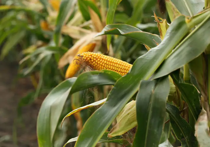 Colhidas 3,6 milhões de toneladas de milho em 2024-2025