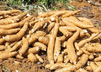 Zonas baixas e ribeirinhas na luta contra a seca