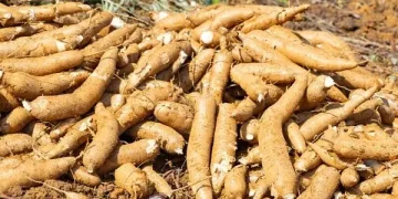 Zonas baixas e ribeirinhas na luta contra a seca