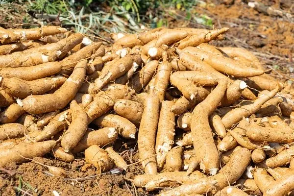 Zonas baixas e ribeirinhas na luta contra a seca