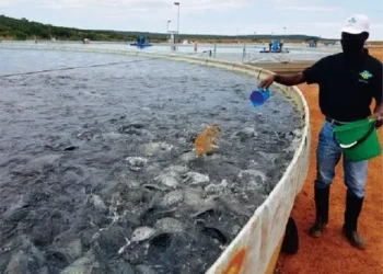 País produz cerca de 35 mil toneladas de tilápia por ano