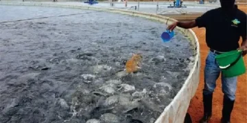 País produz cerca de 35 mil toneladas de tilápia por ano