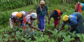 Projecto MOSAP-3 aumenta níveis da produção de mais de 93 mil famílias