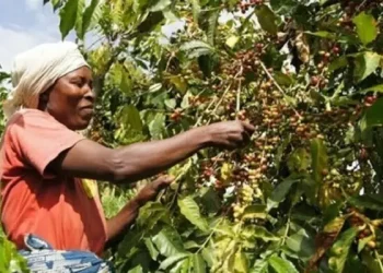 PDAC investe 700 milhões de kwanzas para o cultivo do café no Huambo