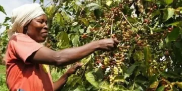 PDAC investe 700 milhões de kwanzas para o cultivo do café no Huambo
