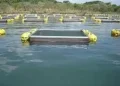 Aquicultores no Uíge reforçam conhecimentos sobre produção de tilápia