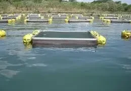 Tanque para a criação de Peixe