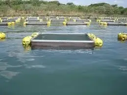 Tanque para a criação de Peixe