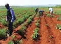 Agricultura na província do Zaire