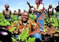 Agricultores de Benguela e Cuanza Sul aumentam produtividade em 35% com apoio da UE
