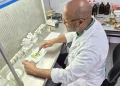Pesquisas em agricultura podem incrementar a produção de batata-doce