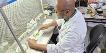 Pesquisas em agricultura podem incrementar a produção de batata-doce