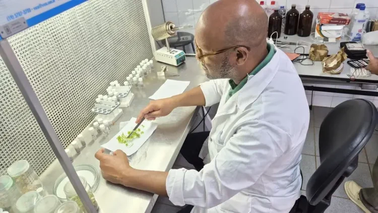 Pesquisas em agricultura podem incrementar a produção de batata-doce