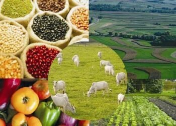 Os números do sector agropecuário no “Estado da Nação 2026”