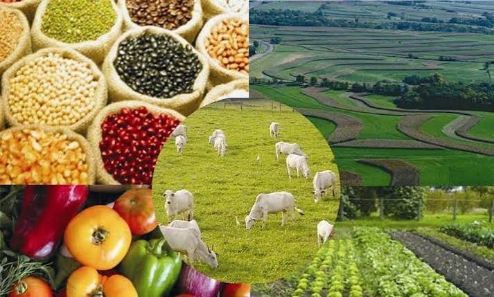 Os números do sector agropecuário no “Estado da Nação 2026”